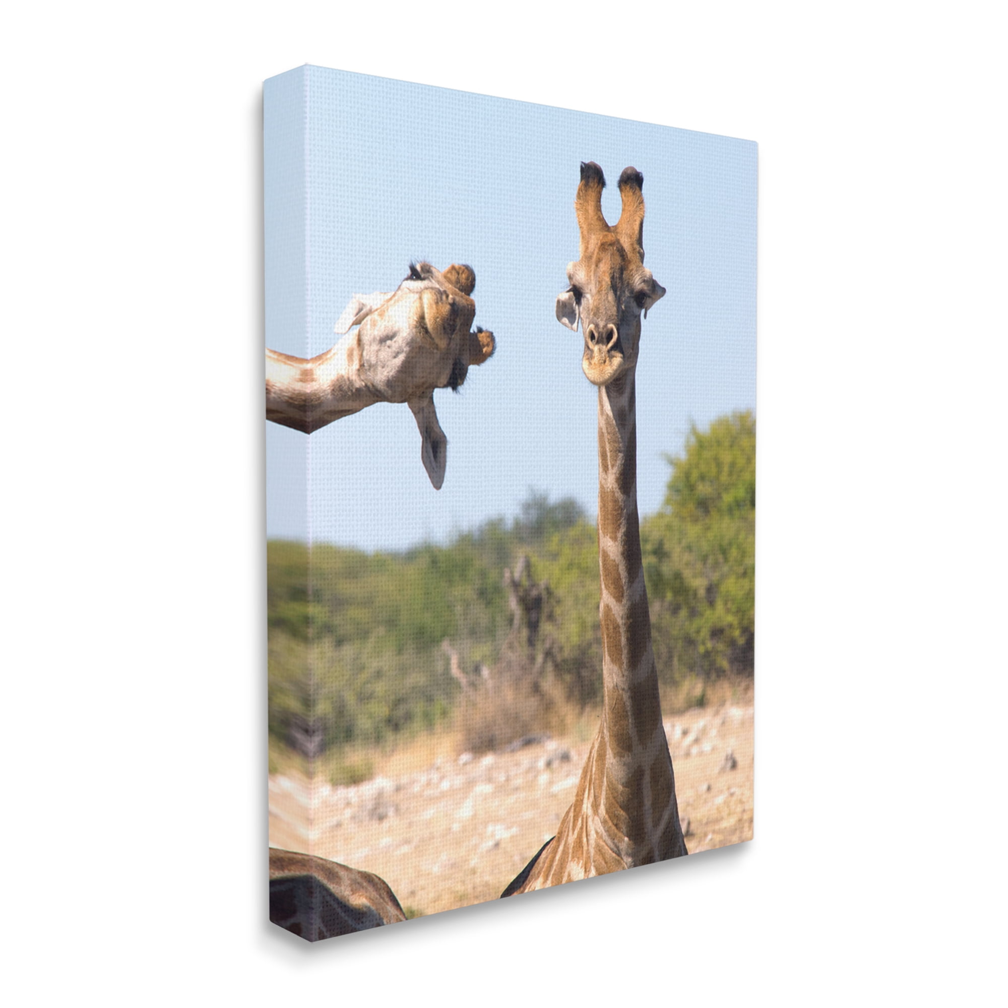 Stupell Industries Funny Photobomb Giraffes Animals & Insects Photography Gallery Wrapped Canvas Art Print Wall Art, 24 x 30