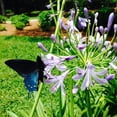 thumbnail image 4 of Perfect Plants 1 Gallon Blue Agapanthus Shrub, 4 of 8