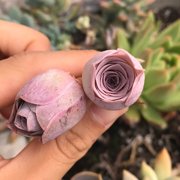 Aeonium Aurea Pink Mountain Rose Mini Live Succulent Plant-Compact Rose-Shaped Rosette for Indoor Décor, Containers & Succulent Collections