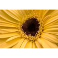 thumbnail image 1 of Posterazzi DPI1832532 Close Up Gerbera Daisy Poster Print, 18 x 12, 1 of 1