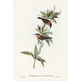 thumbnail image 2 of Gould, John 11x14 Black Modern Framed Museum Art Print Titled - White-eyebrowed Spine-bill-Acanthorhynchus superciliosus, 2 of 4