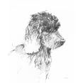 thumbnail image 3 of Tillmon, Avery 15x18 Black Modern Framed Museum Art Print Titled - Labradoodle Sketch, 3 of 5