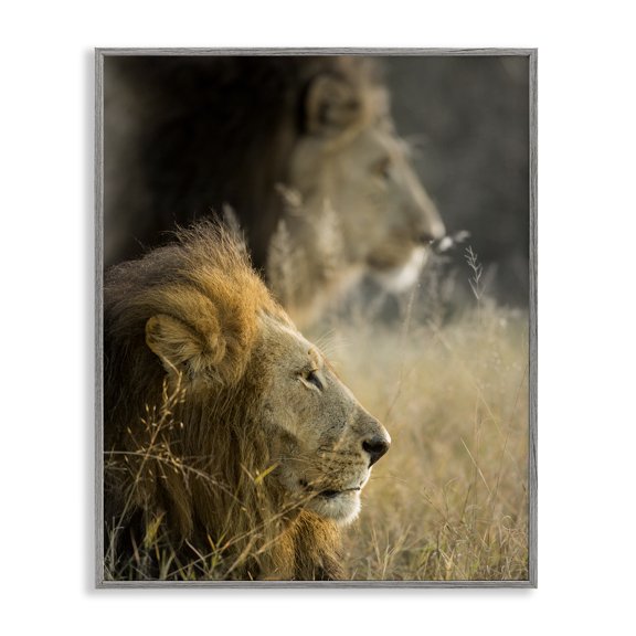 Stupell Industries Rustic Lodge Lions Lounging Savanna Photography Gray Framed Giclee Art, 16 x 20, by Danita Delimont