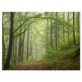 thumbnail image 2 of Early Green Fall Forest - Landscape Photo Canvas Art Print, 2 of 3