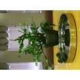thumbnail image 2 of Heim Concept Linear 12.5" Double Wall Bar Tray, 2 of 2