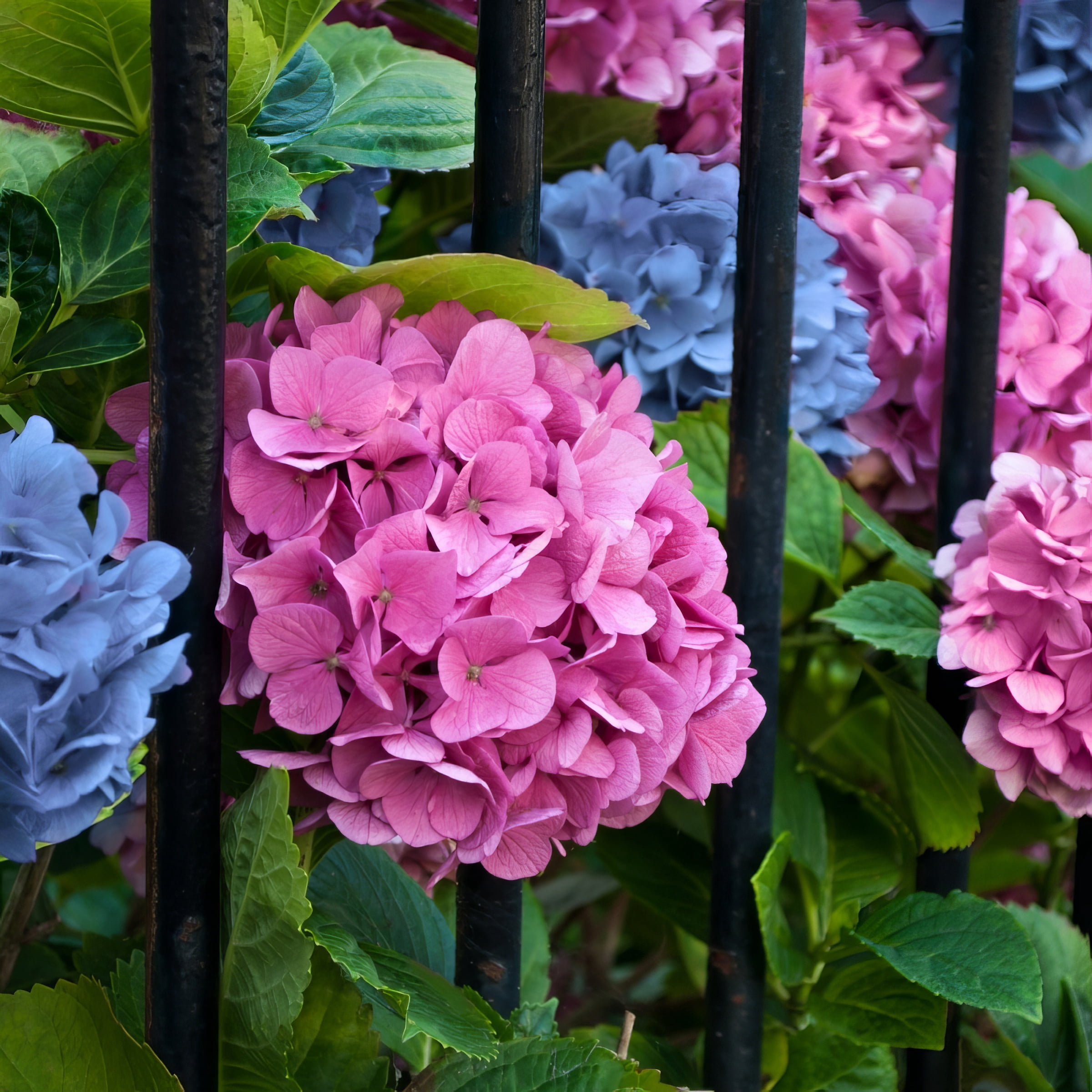 National Plant Network 4" Hydrangea 'LA Dreamin'Live Perennial Shrub with Partial Sun (3-Pack)