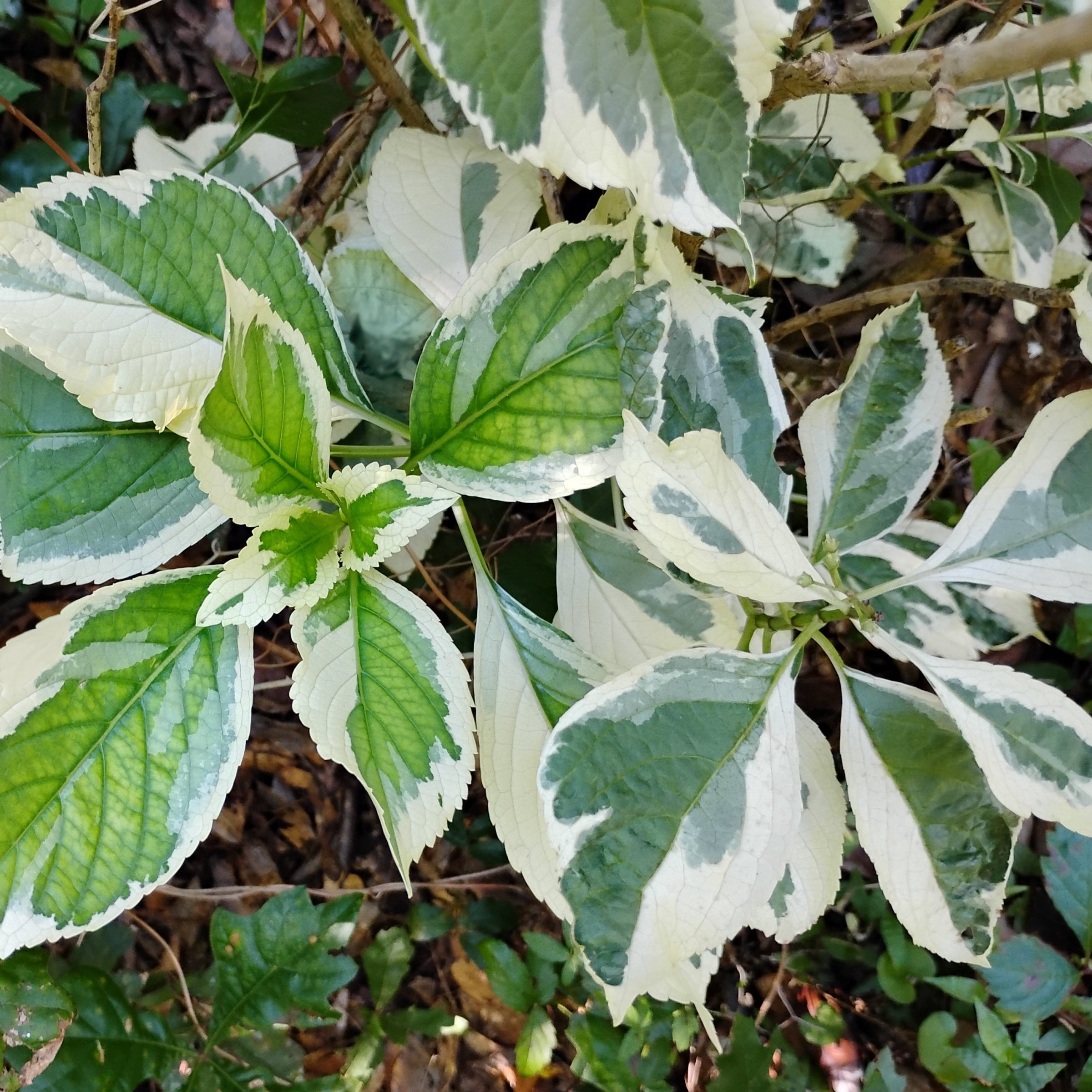 National Plant Network 4 in. Variegated Hydrangea Tricolor Shrub (3-Pack)