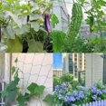 thumbnail image 5 of Plant Climbing Net, Polyester Flexible Garden Cage Netting, indoor open greenhouse vines plant support growing network net, green, 1.8m x 2,7m, 5 of 5
