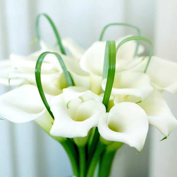 Easy to Grow Calla Bridal Bliss 3 Plant Bulbs, White Summer Blooms Full Sun