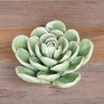 thumbnail image 3 of HomArt - Ceramic Succulent - Large, 3 of 4