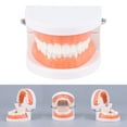 thumbnail image 2 of Dental Standard Teeth Kids Students Tooth Teaching Model Dental Typodont Model, 2 of 12