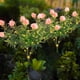 thumbnail image 1 of Solar Gardenia Lights Outdoor Waterproof LED Artificial Flower Stake | White Pink Yellow | Solar Powered Decorative Lighting for Garden Wedding Party Patio Yard | 74cm Single Piece, 1 of 6