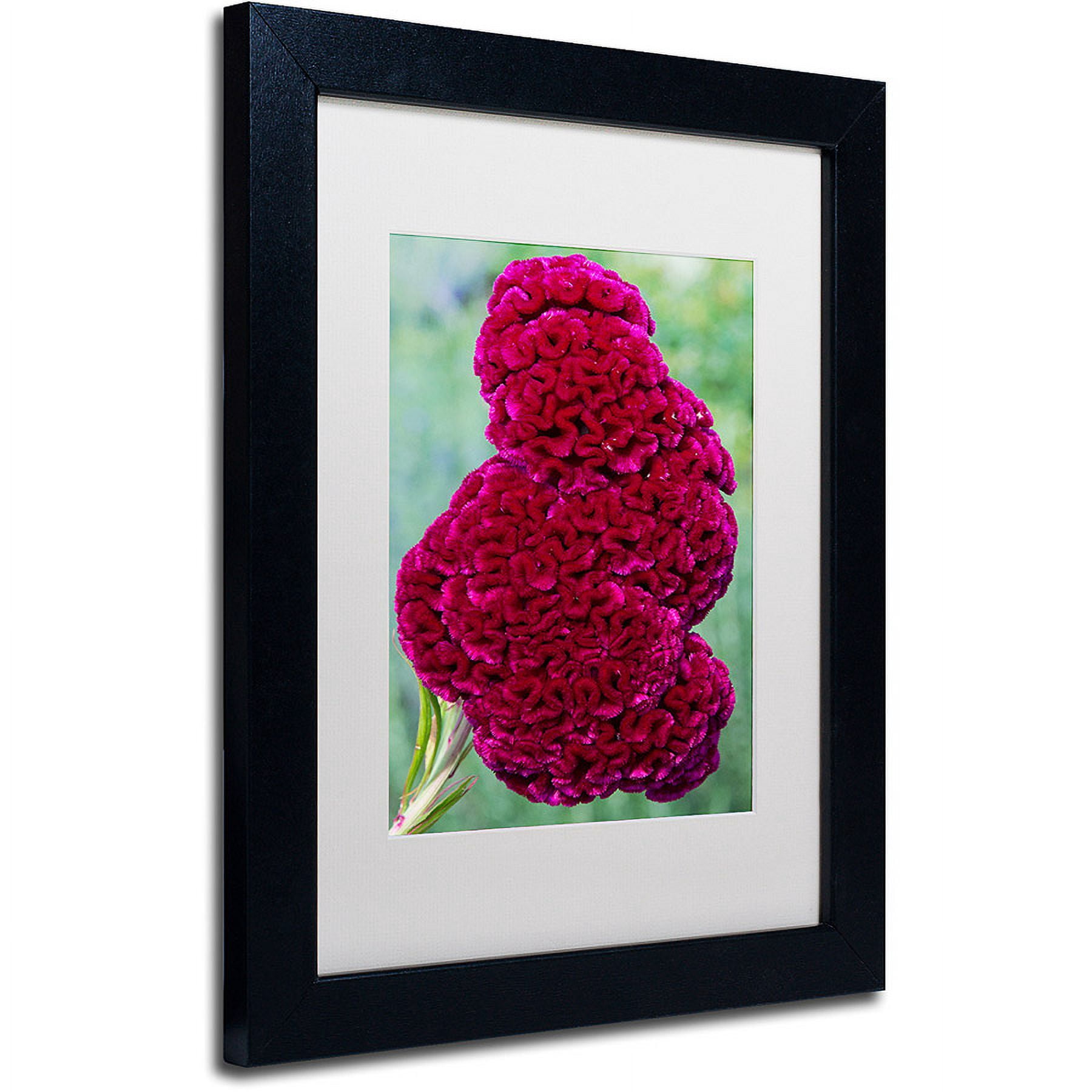Trademark Fine Art "Coxcomb Flower" Canvas Art by Kurt Shaffer, White Matte, Black Frame
