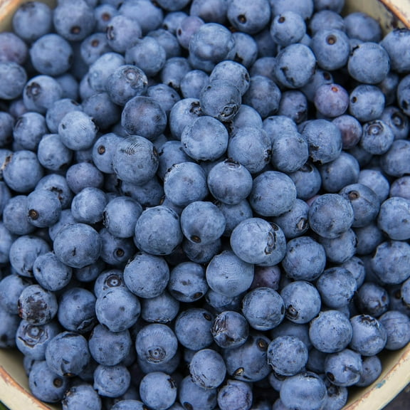 3 Gal. Pot, Mini Blues Blueberry Bush Fruit Bearing Plant, One Plant per Offer