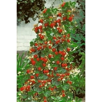 100  Wild Strawberry Strawberries Seeds - Fragaria Vesca - Edible Garden Fruit Heirloom Non-GMO - Made in USA, Ships from Iowa.