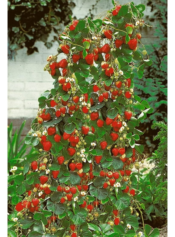 Strawberry Seeds in Seed Gardening