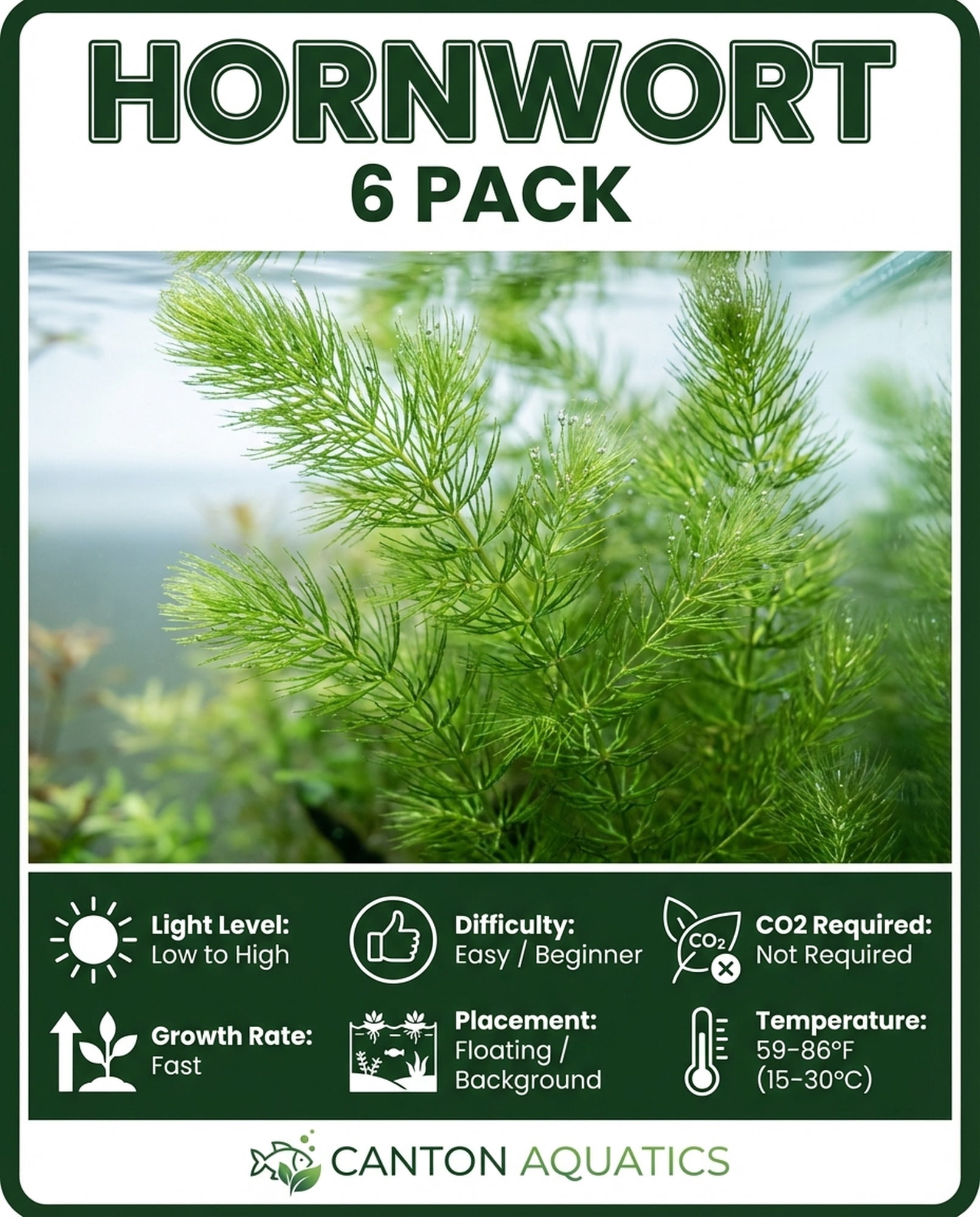 Canton Aquatics Hornwort Tropical Floating Live-Action Aquarium Plant Decoration, Green, 6 Count