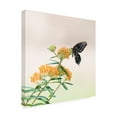 thumbnail image 2 of Trademark Fine Art 'Butterfly Portrait II' Canvas Art by PHBurchett, 2 of 3