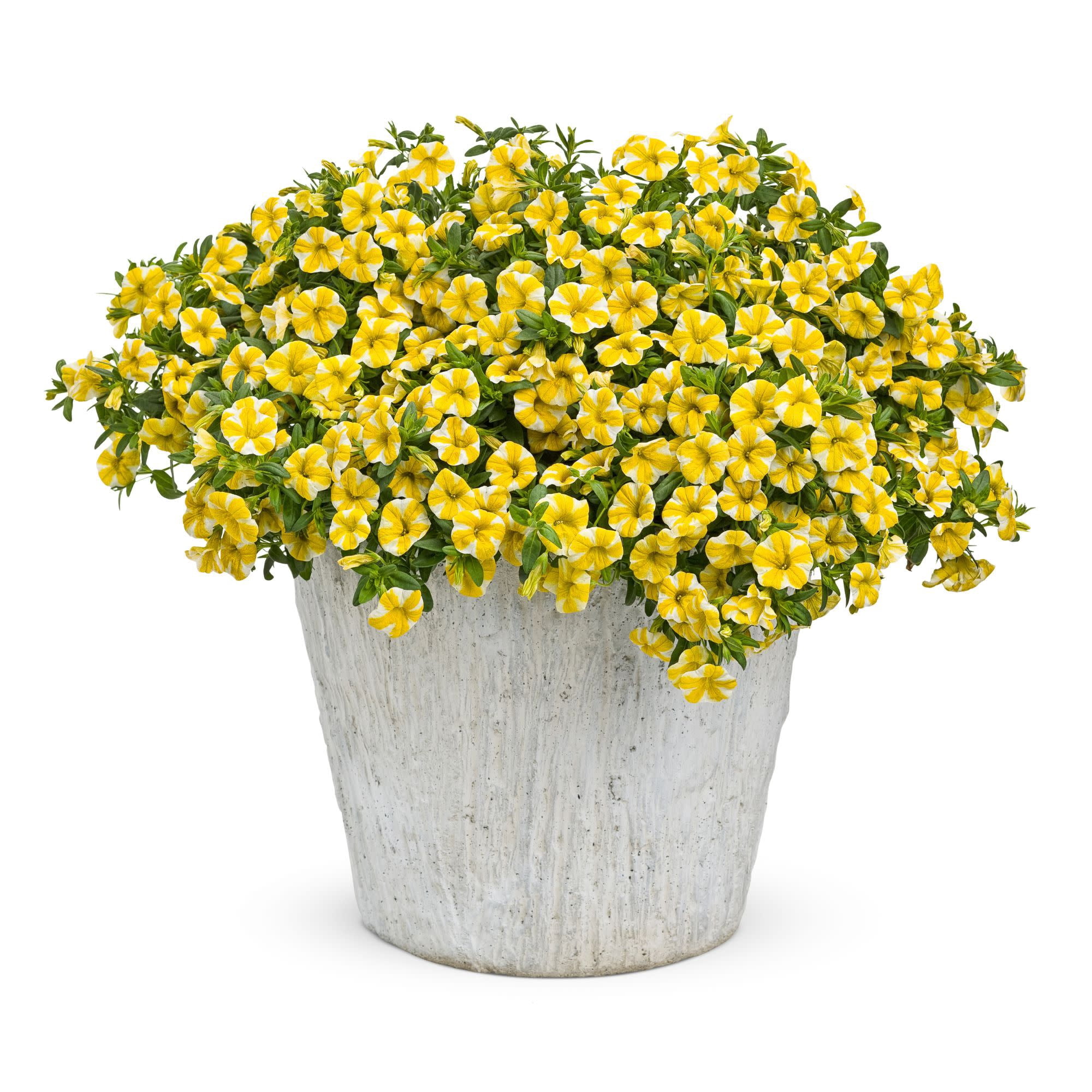 Proven Winners 4" Multicolor Superbells Lemon Slice Calibrachoa Live Plant in 4.25" Pot (4 Count)
