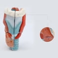 thumbnail image 4 of Human Larynx Anatomy Model, 2x Enlarged Anatomical Larynx Model Detachable Human Throat Model Anatomy for Diseases Study, 4 of 5