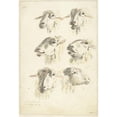 thumbnail image 2 of Franciscus Andreas Milatz 14x18 Gold Ornate Wood Frame and Double Matted Museum Art Print Titled - Study Sheet with Six Sheep Heads (1800), 2 of 4