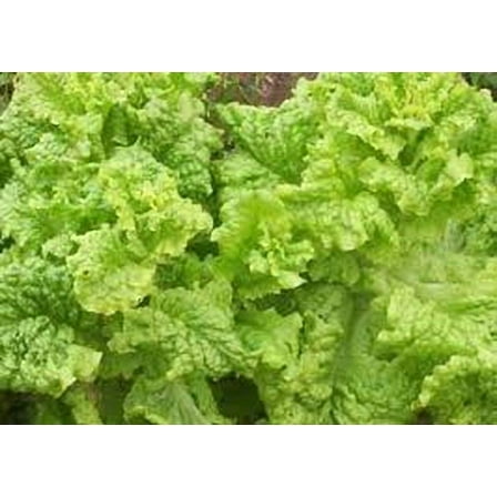 Lettuce Black Seeded Simpson Great Heirloom Vegetable by Seed Kingdom 6,000 Seeds