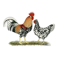 thumbnail image 3 of CafePress - Icelandic Chickens T Shirt - Men's Classic Cotton T-Shirts, 3 of 3