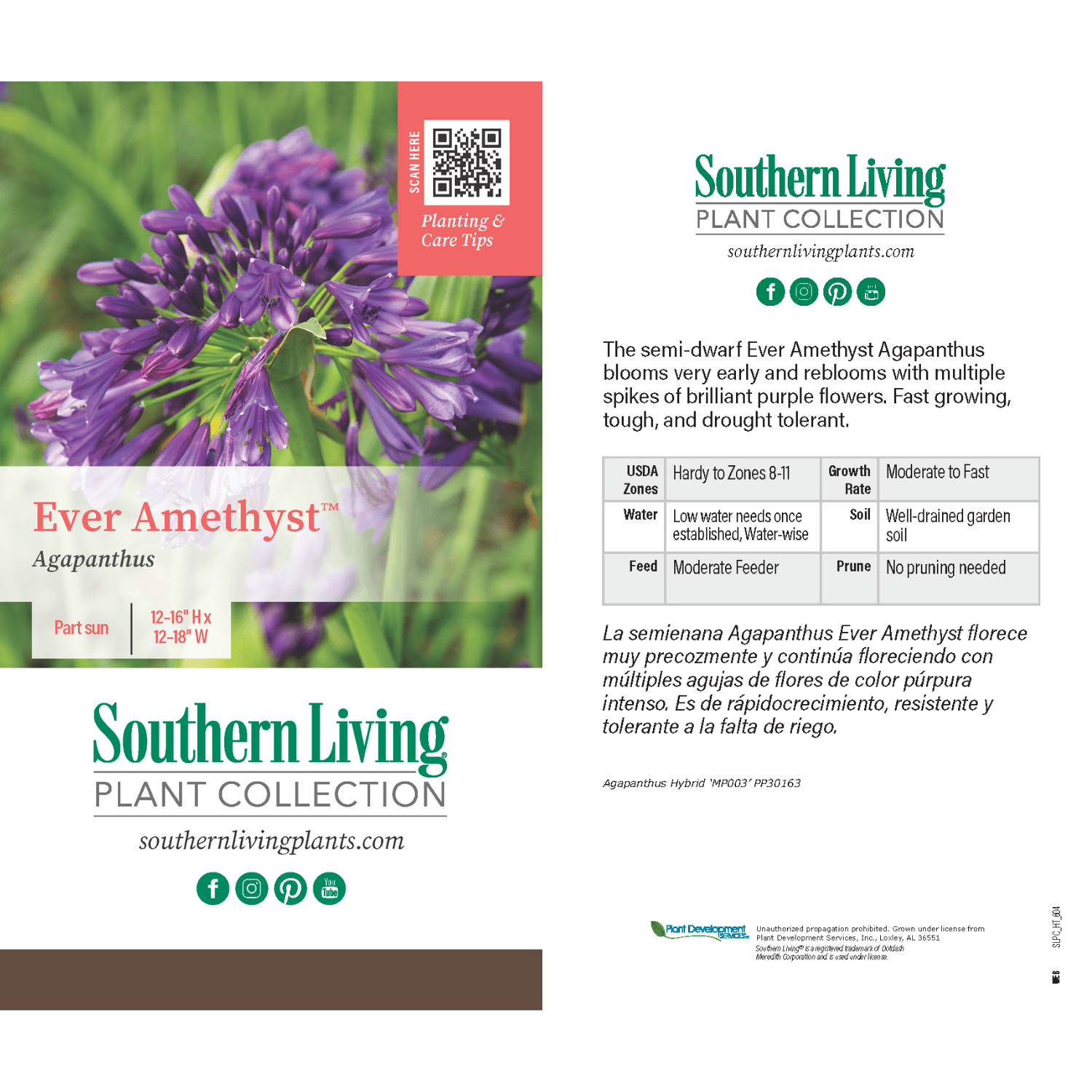 Southern Living Ever Amethyst Agapanthus 'Lily of the Nile' Live Shrub in 2.5-Quart Grower Pot