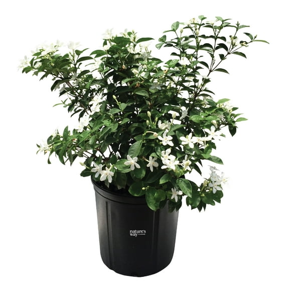 Nature's Way Farms Jasmine Asian Snow Live Plant (25-30 in. Tall) in Grower Pot