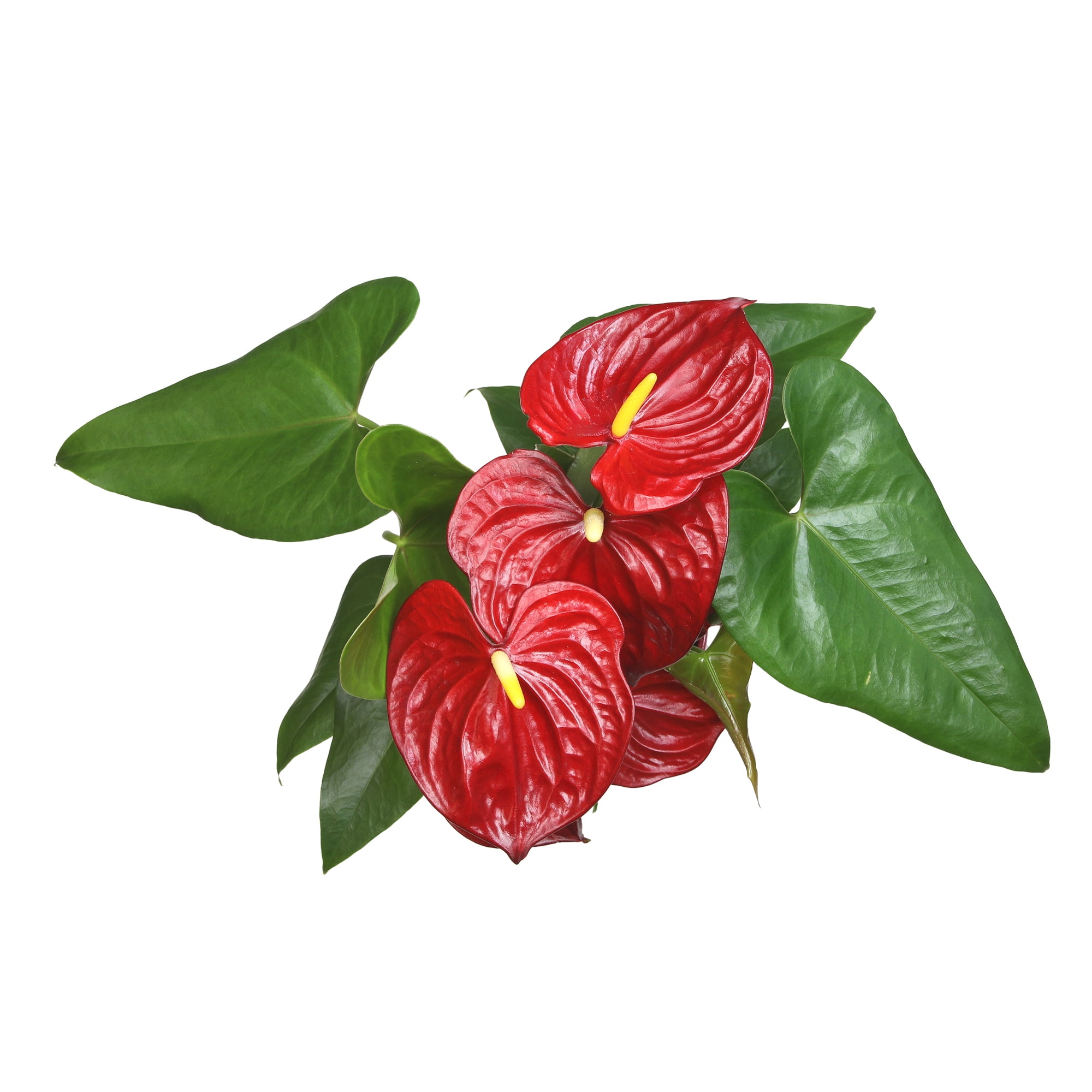 Anthurium Flamingo Flower Houseplant | 6in Red Decor Pot; Indirect Light | Element by Altman Plants