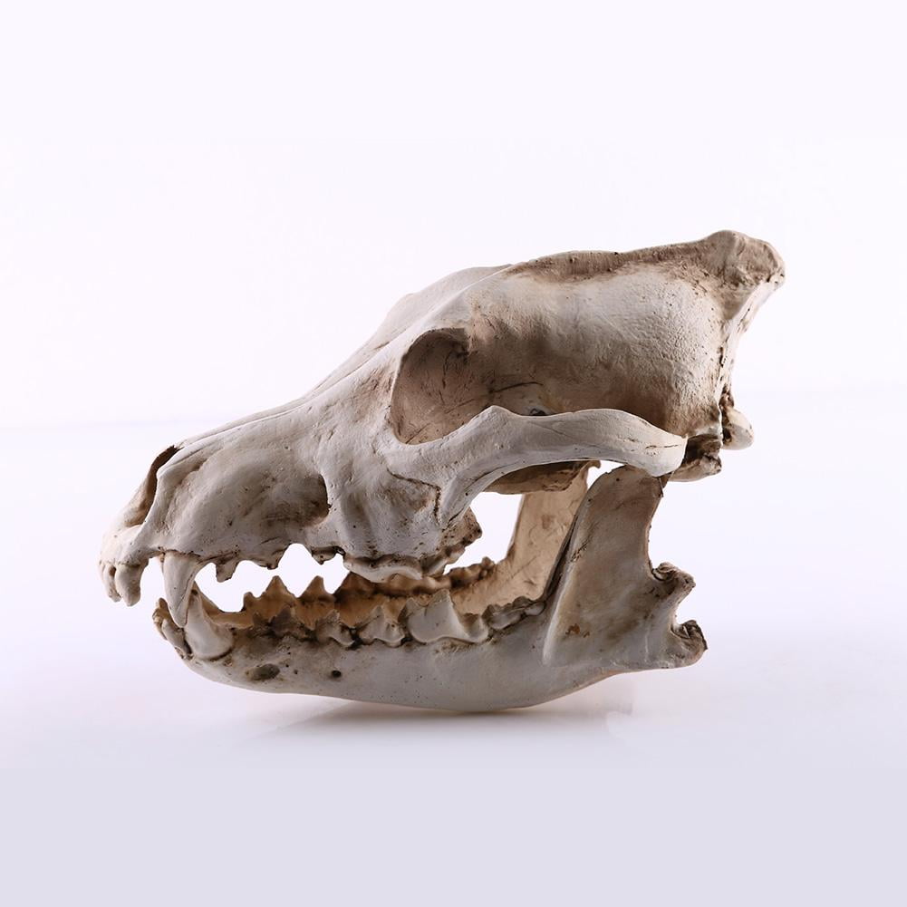 Soug Resin Snow-Wolf Animal Head Skull Replica Halloween White‖ Ornament  Statue New - Walmart.com, image size:1001x1001