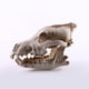 thumbnail image 5 of SGACAI Réplica de cráneo de animal de lobo de nieve de resina, modelo de estatua de Halloween con adorno, 5 of 6