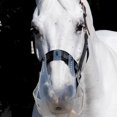 thumbnail image 5 of Thinline Turnout Halter for Use with Grazing Muzzle | Horse Equine Safe Comfortable Adjustable Breakaway Halter - Size Options, 5 of 6