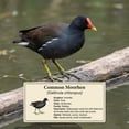thumbnail image 2 of PuffPurrs Common Moorhen Plush – Lifelike 10in Wetland Bird Toy, Realistic Water Bird Plush Gift for Nature Lovers, 2 of 7