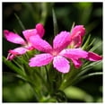 thumbnail image 3 of Everwilde Farms - 150 Deptford Pink Garden Flower Seeds - Gold Vault Jumbo Bulk Seed Packet, 3 of 5