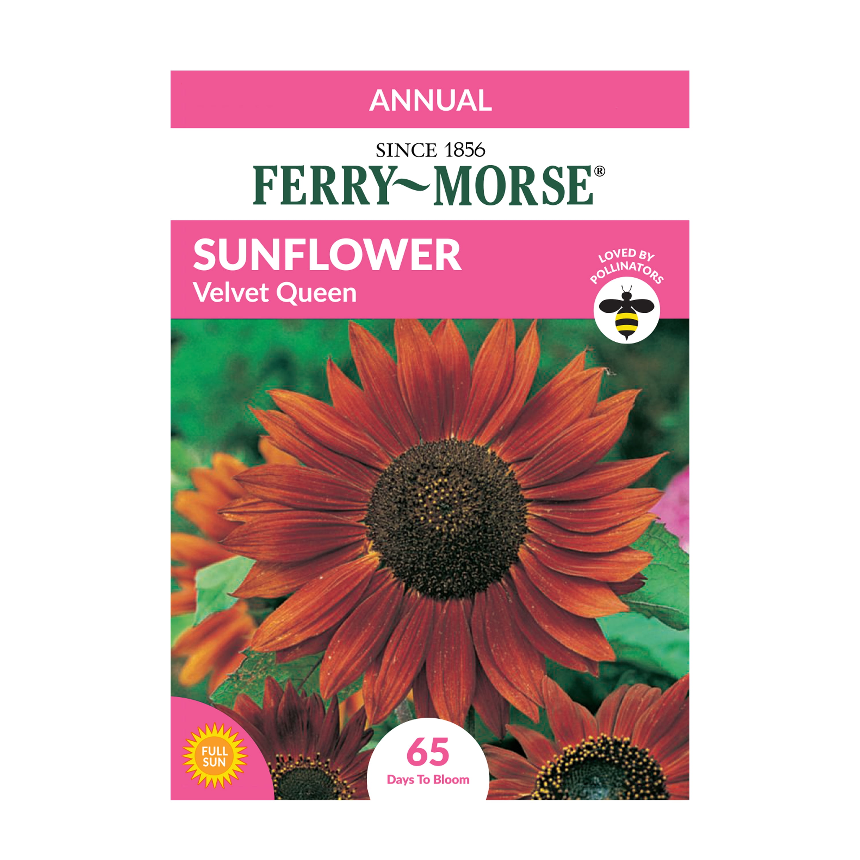 Ferry-Morse 45MG Sunflower Velvet Queen Flower Seeds (1 Pack)- Seed Gardening, Full Sunlight