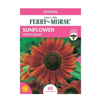 Ferry-Morse 45MG Sunflower Velvet Queen Flower  (1 Pack)- Seed Gardening, Full Sunlight