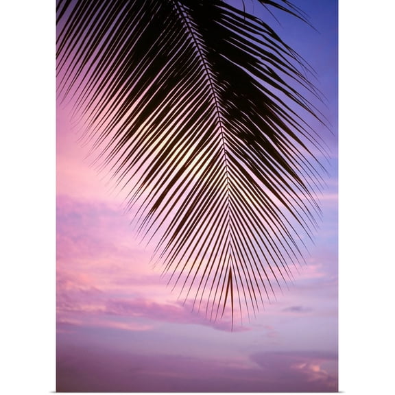 Great BIG Canvas | Rolled Ian Cumming Poster Print entitled Palm Tree Branch At Sunset, Close Up, Barbados