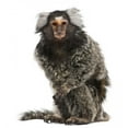 thumbnail image 2 of Common Marmoset Wall Decal by Wallmonkeys Peel and Stick Graphic (36 in H x 34 in W) WM30777, 2 of 4
