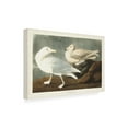 thumbnail image 2 of John James Audubon 'Burgomaster Gull' Canvas Art, 2 of 3