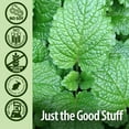 thumbnail image 4 of Nature's Answer Periobrite Toothpaste, Fluoride Free, Coolmint, 4 oz, 4 of 7