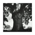 thumbnail image 1 of Oak Tree Splendor Dawn - Canvas, 1 of 10
