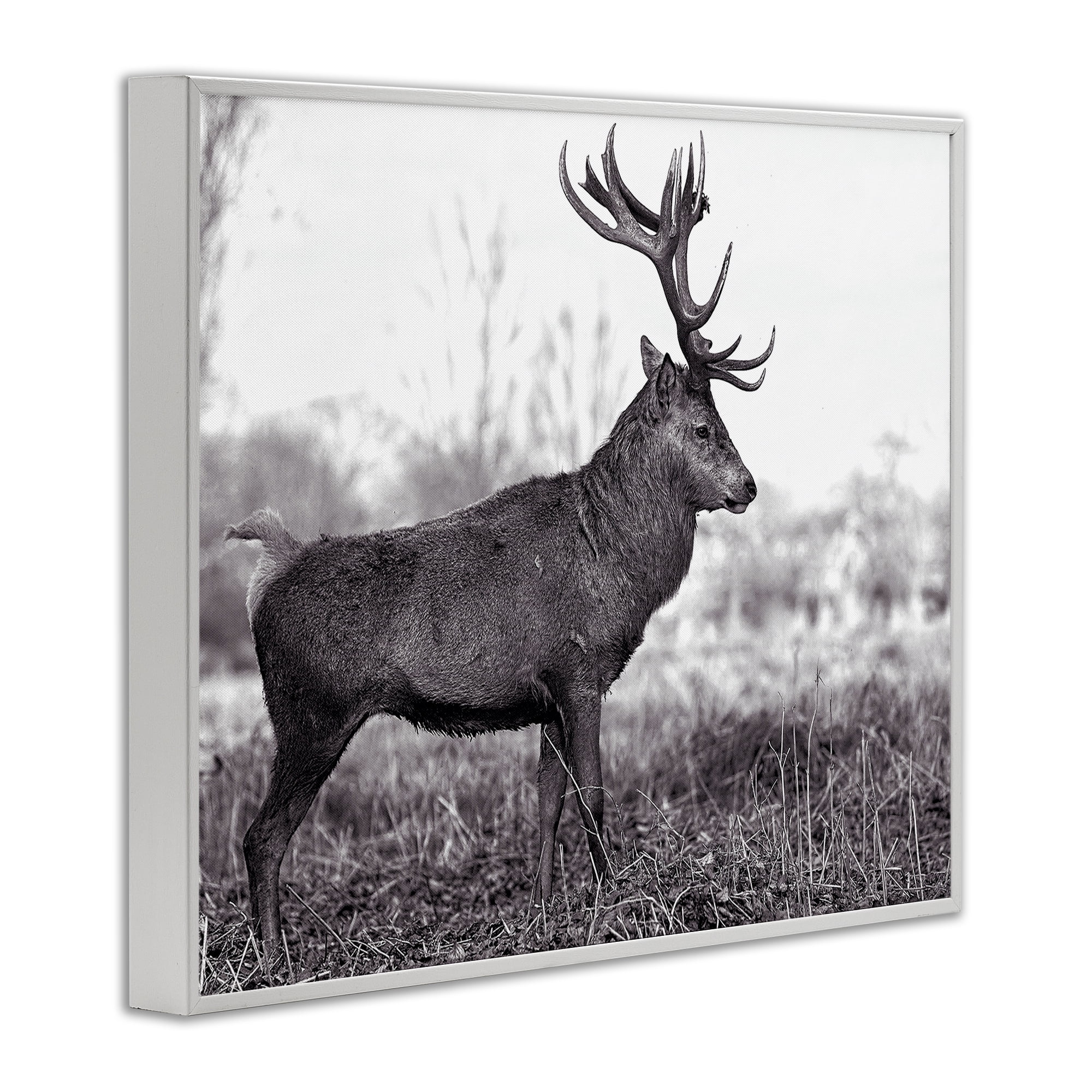 Stupell Industries Elk in Peaceful Forest Animals & Insects Photography White Framed Art Print Wall Art, 14 x 11