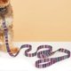 thumbnail image 2 of Una correa de perro con flecha morada para collar de mascota, cuerda de tracción para mascotas de 2 cm × 120 cm con asa Rojo Verde, 2 of 5