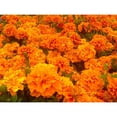 thumbnail image 3 of Grayscale 14x12 Black Modern Framed Museum Art Print Titled - Chrysanthemums I, 3 of 5