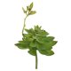 thumbnail image 4 of unbranded 1Ud Planta Artificial Simulada Verde Para , Manualidades Y Ambientación, 4 of 8