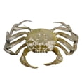 thumbnail image 1 of Modelo de Animales Marinos Sunnimix Juguetes de simulación Verde, 1 of 8