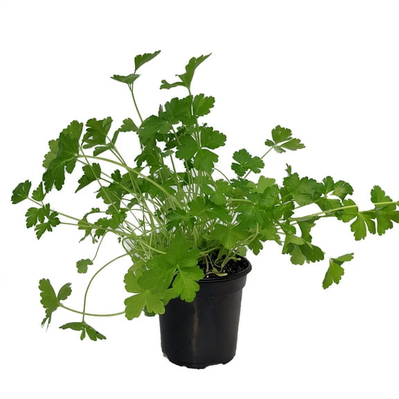 Flat Leaf Italian Parsley - 4" Pot - Favored by Chefs! - Live Plant