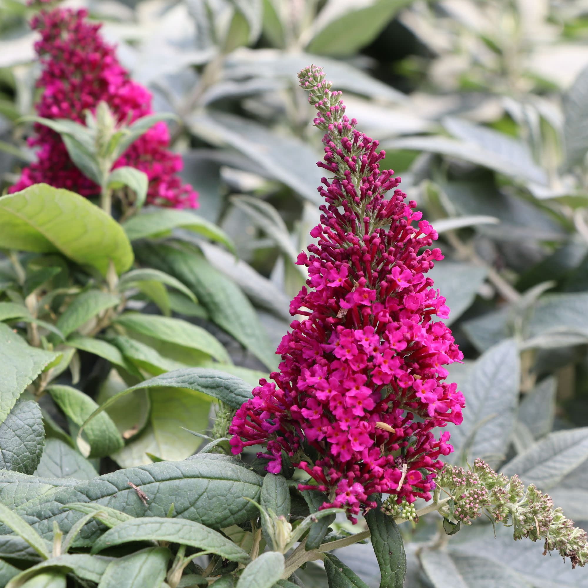 Proven Winners ColorChoice 5" Purple Pugster Pico Punch Butterfly Bush Live Plant in 4.5" Pot (4 Count)