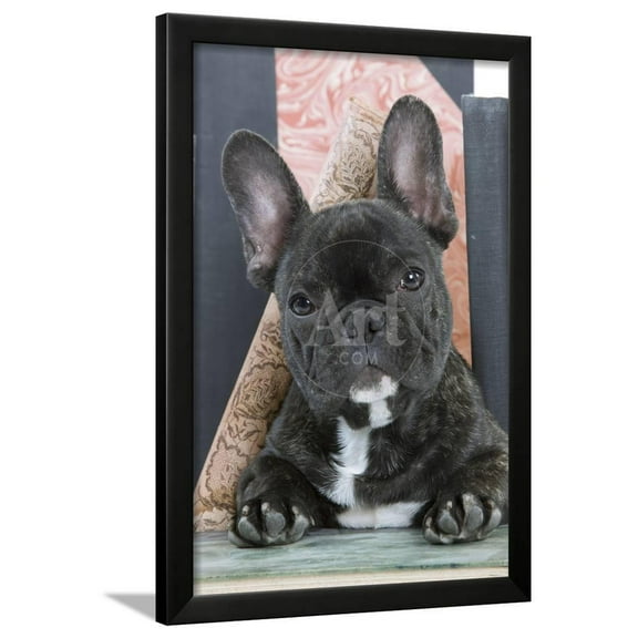 French Bulldog, Framed Art Print Wall Art Sold by Art.Com